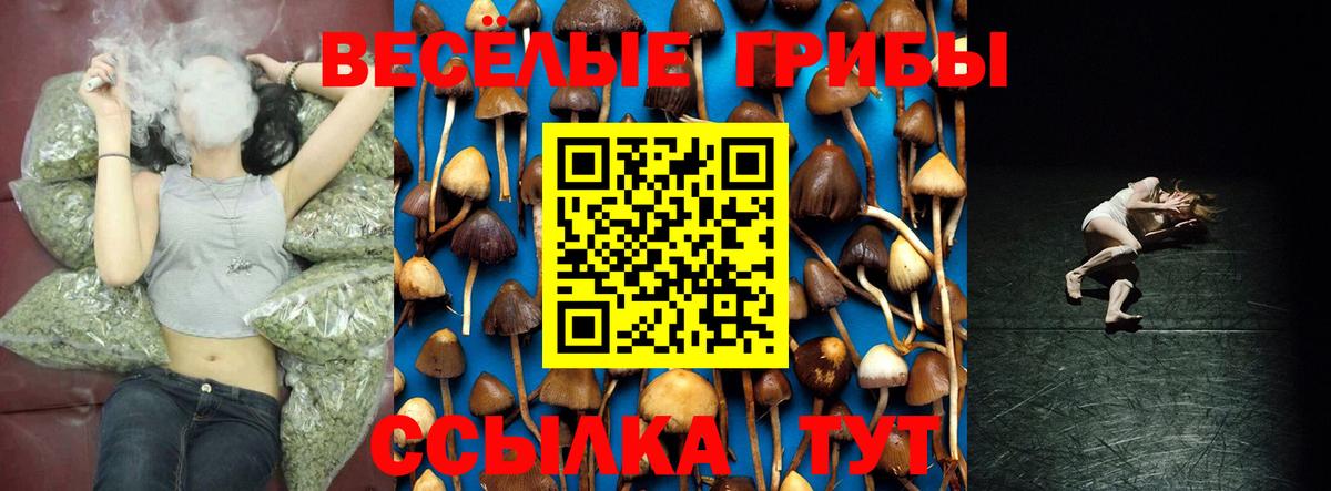 Галлюциногенные грибы Psilocybe Абакан